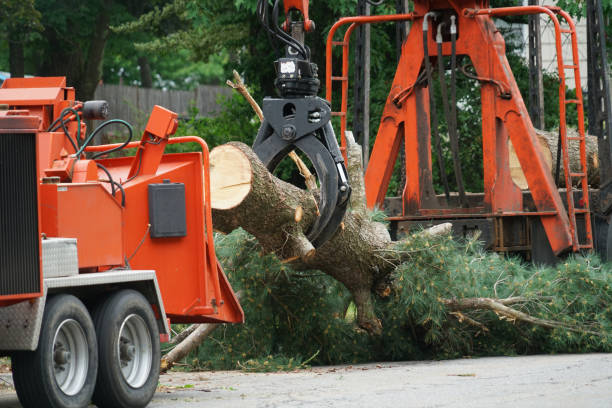 Best Tree Preservation Services  in Kendall, FL